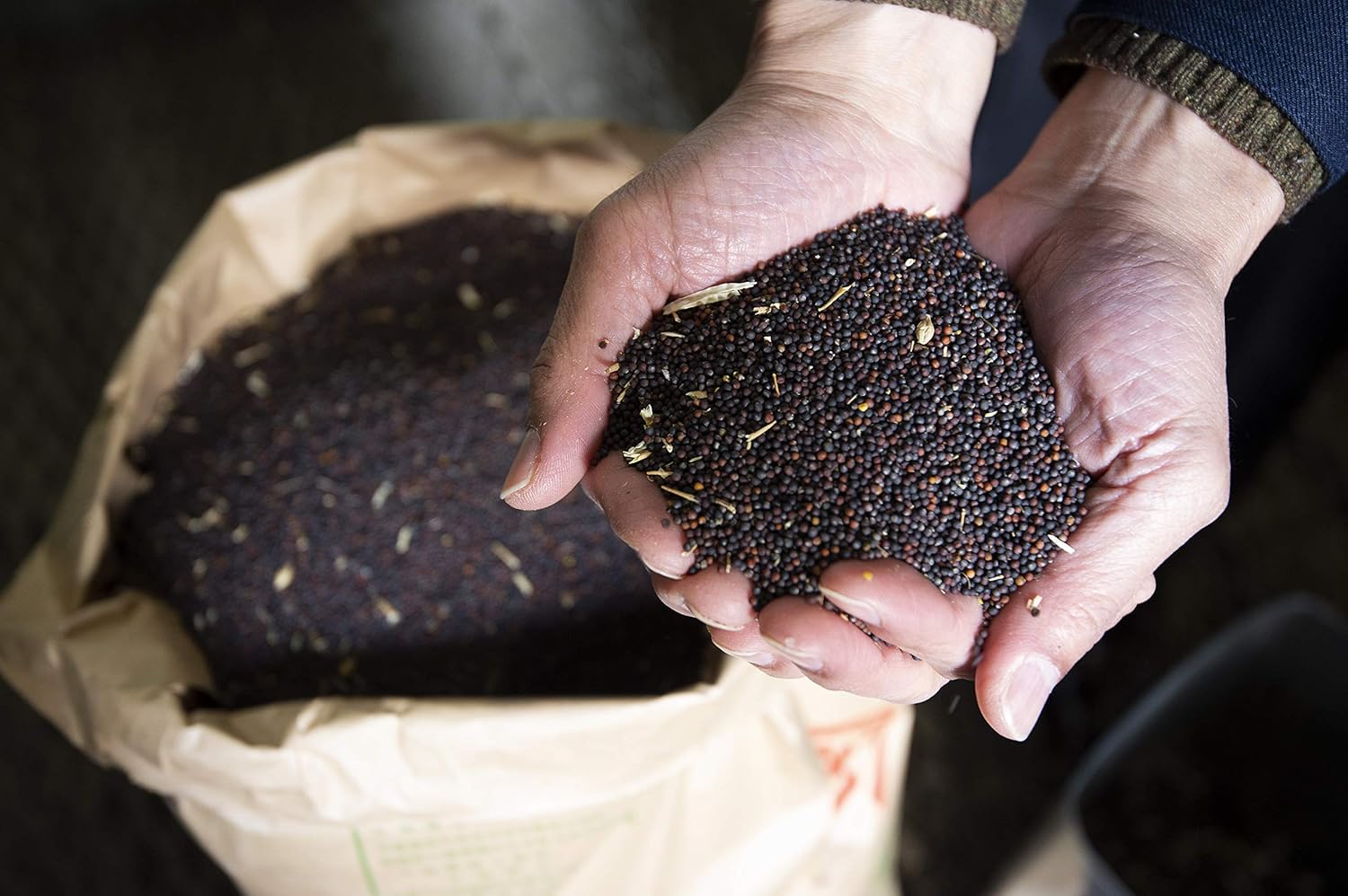 圧搾しぼり 国産菜種油 450g 3