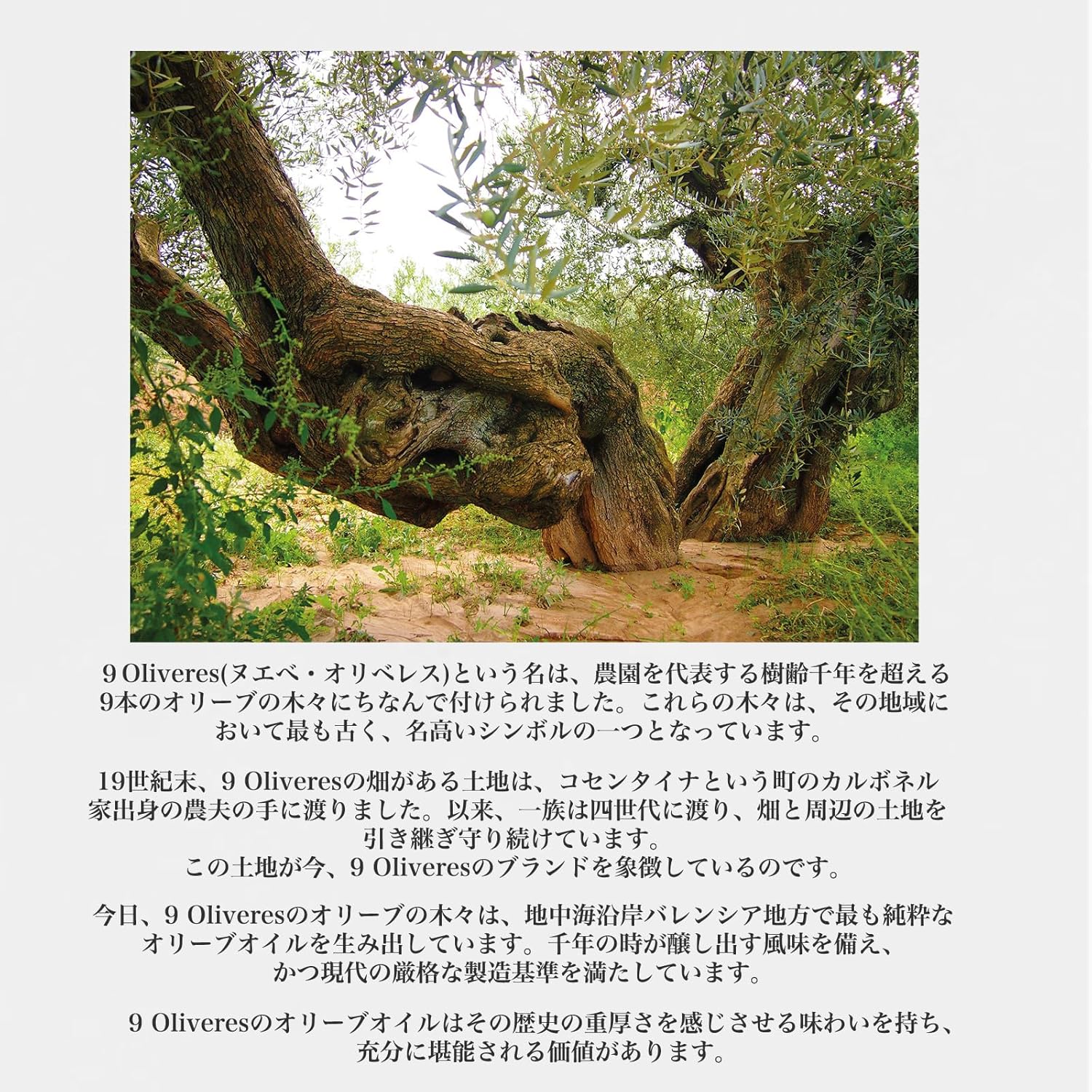 9 Oliveres (ヌエべ・オリベレス）１00％ピクアル種 オリーブオイル 500ml スペイン産 限定商品 ... 9