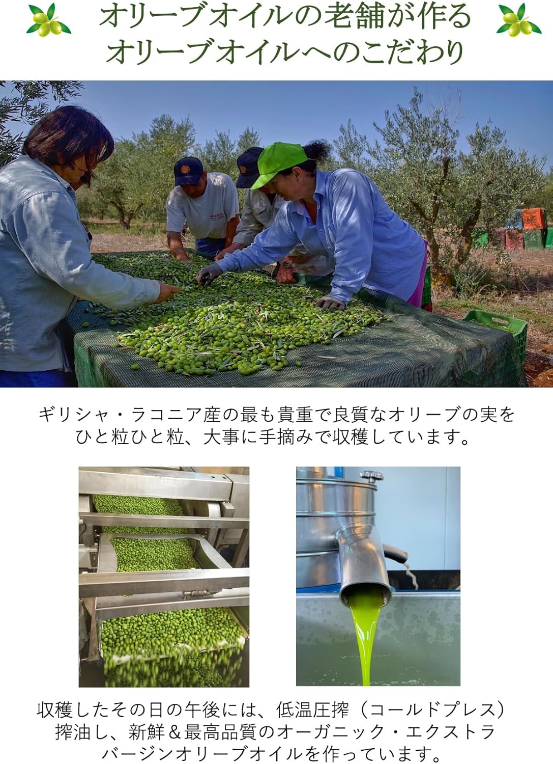 有機JAS認証【JOOTA AWARDS 2024銀賞＆シェフ賞のダブル受賞！】スパルタグローブスオリジナル オー... 7