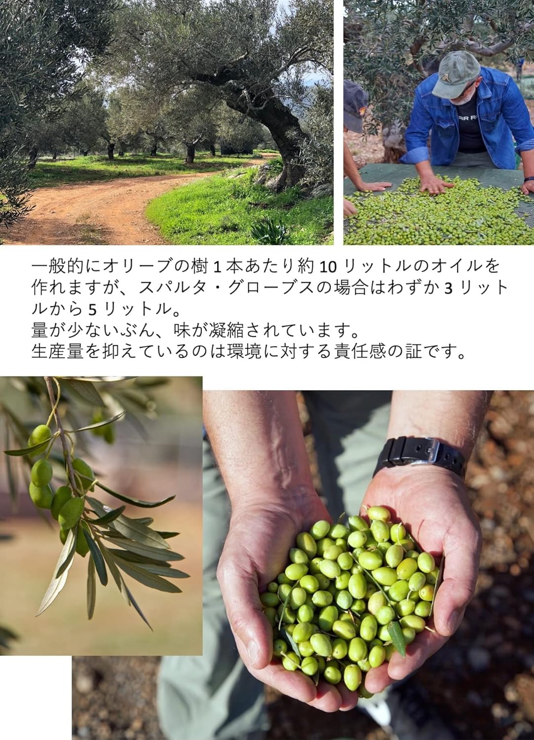 有機JAS認証【JOOTA AWARDS 2024銀賞＆シェフ賞のダブル受賞！】スパルタグローブスオリジナル オー... 8